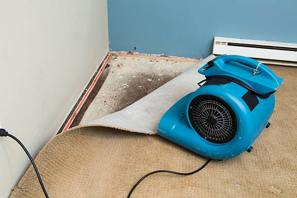 Best Water damage contractors near me  in Milford, IA